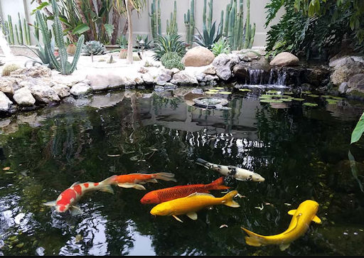 How a Pond Specialist Can Increase Your Garden’s Beauty